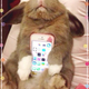 Illustration for article titled Dont Use Real Rabbits as Your Smartphone Case